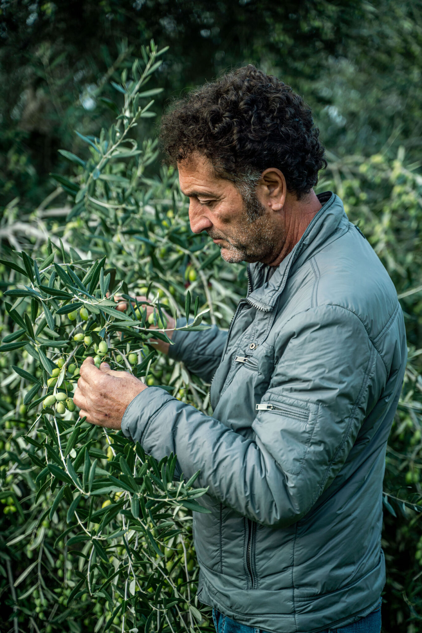 Portrait Metier Olivier & CO 11 Un homme aux cheveux bouclés, vêtu d'une veste grise, inspecte des olives vertes sur une branche en plein air, photographié en lumière naturelle au milieu d'un feuillage dense.