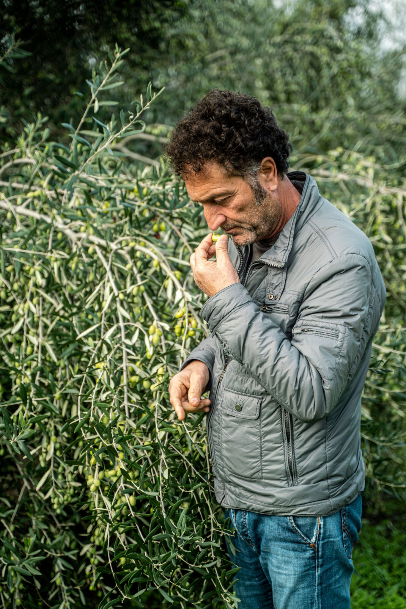 Portrait Metier Olivier & CO 12 Un homme en veste grise examine une feuille d'olivier devant un olivier, capturé lors d'un portrait d'entreprise agricole.