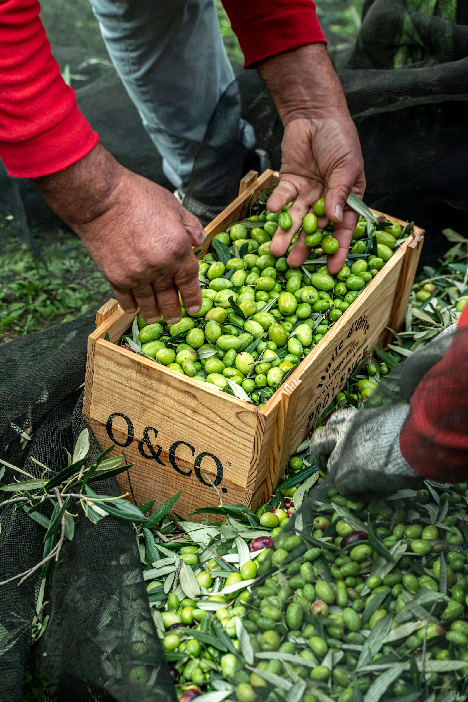 Portrait Metier Olivier & CO 18