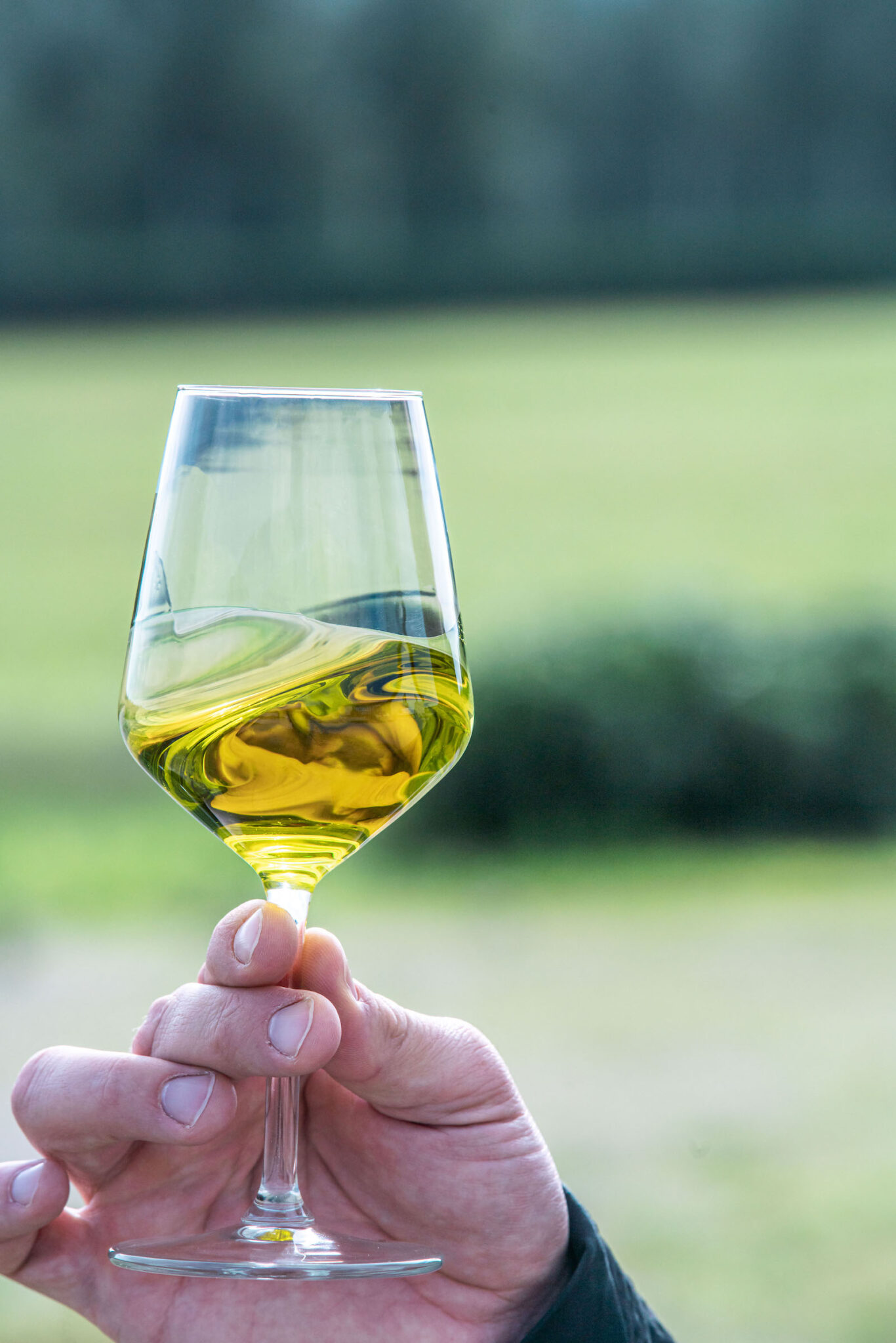 Portrait Metier Olivier & CO 20 Gros plan d'une main tenant un verre à vin contenant de l'huile d'olive jaune, avec un paysage agricole en arrière-plan.