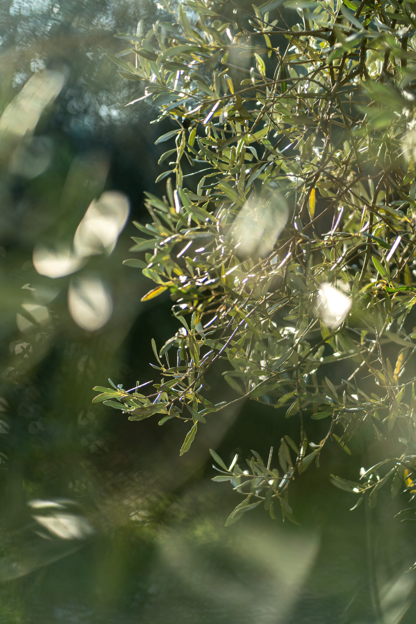 Portrait Metier Olivier & CO 3 Gros plan sur des branches d'olivier avec des feuilles vertes, éclairage par la lumière naturelle du soleil, arrière-plan flou avec effet bokeh ; photo de détail professionnelle.