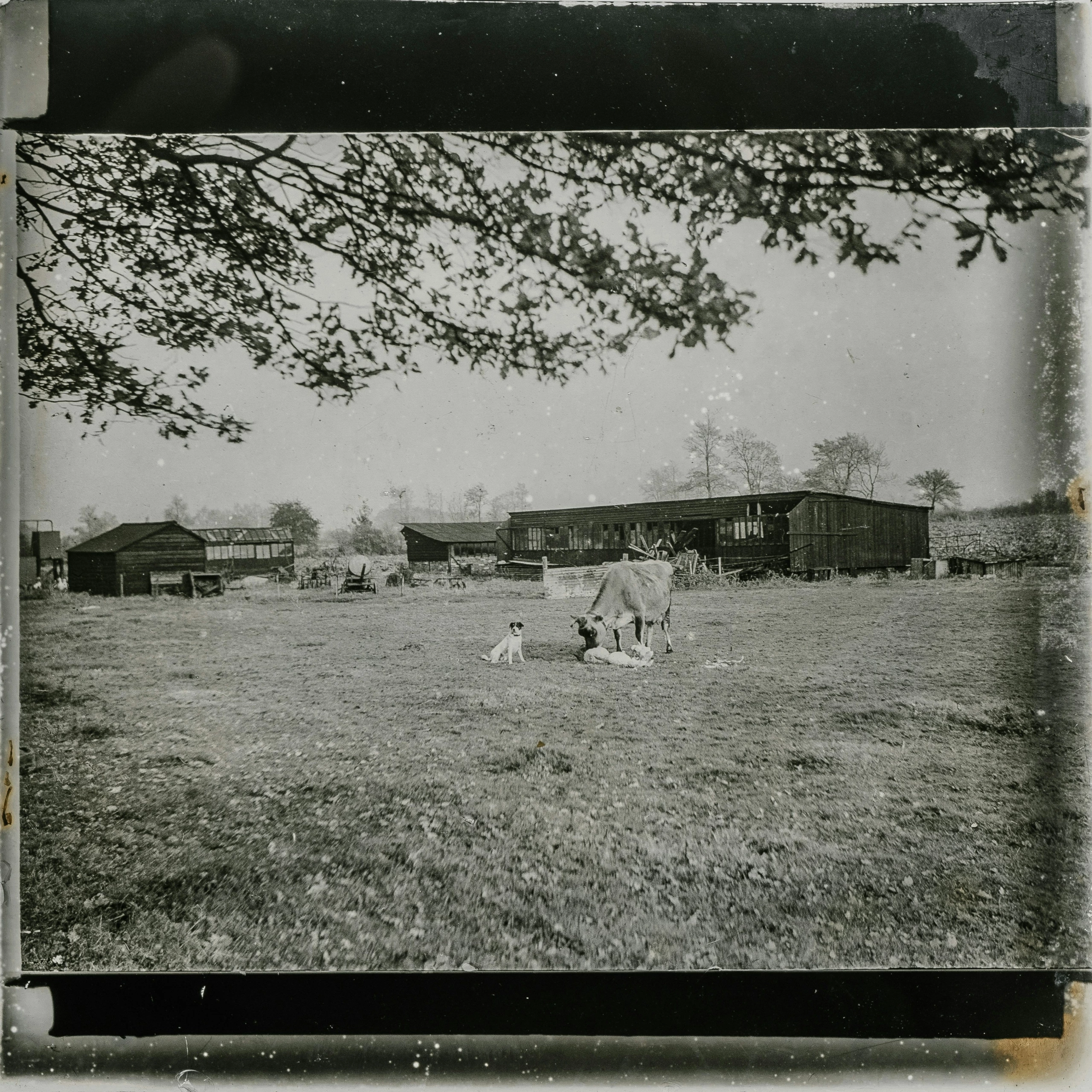 Image en noir et blanc représentant une vache et un veau dans un champ herbeux, des bâtiments agricoles en bois, des arbres et des branches d'encadrement. Restauration d'archives.