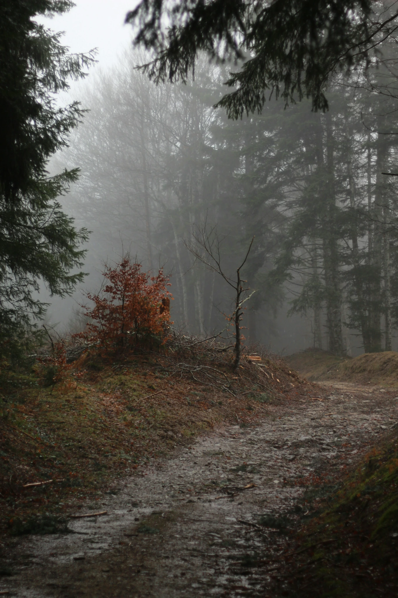 Photographie de forêt brumeuse
